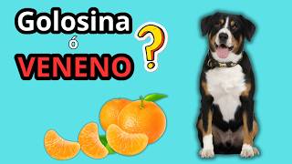 🛑¿Los PERROS Pueden COMER MANDARINA ✅Lo que NECESITAS SABER antes de dársela 🐶 [upl. by Ednarb841]