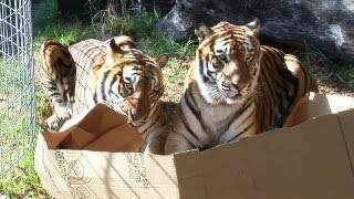 BIG CATS like boxes too [upl. by Annanhoj358]