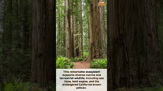 Redwood National and State Parks [upl. by Daryl]