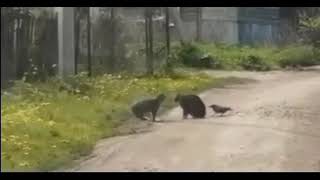 The crow instigated a fight between the cats😅😅 [upl. by Gunas429]