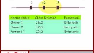 Haemoglobin synthesis pt 3  6 [upl. by Aber]