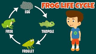 The Life Cycle of Frog  Frog Life Cycle  Learning Videos For Kids learning frog [upl. by Ylac]