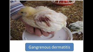 Gangrenous Dermatitis in Poultry [upl. by Iolanthe436]