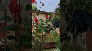 Cock hen funny momentfunny video nanondu thira song youtubeshorts [upl. by Tabby]