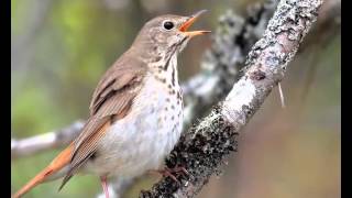 Thrush song shares harmonies of human music [upl. by Octavius]