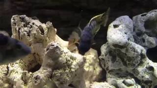 Buccochromis Heterotaenia [upl. by Eelsel107]