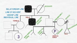 Drawing a Family TreePedigree Diagram  Medical Genetics 1 Back To Med School [upl. by Aiciles]