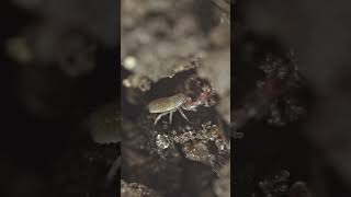 Europes Many Pseudoscorpions [upl. by Ennaylime23]