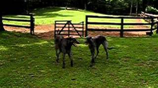 Dancing Deerhounds [upl. by Eiznyl545]