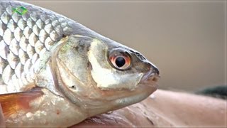 Friedfischangeln im Winter  Mit der Bolorute zum Fisch [upl. by Rex]