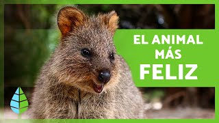 El QUOKKA 🐹 Conoce al ANIMAL más FELIZ del MUNDO 🌎 [upl. by Nawat]