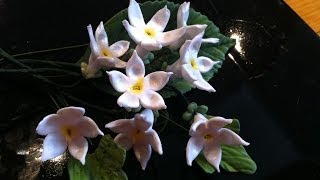 How to Make a Gum Paste Stephanotis [upl. by Asille]