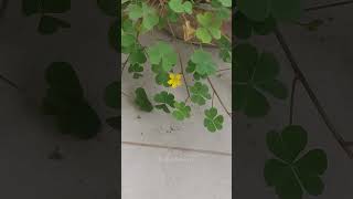 Sleeping beauty Or creeping woodsorrel flower blooming Timelapse [upl. by Dotty]