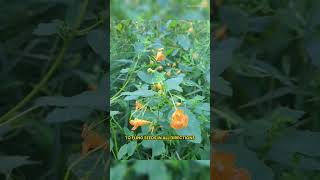 The Exploding Jewelweed Natures TouchSensitive Plant [upl. by Nussbaum246]