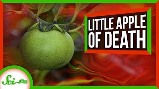 The Little Apple of Death [upl. by Digirb]