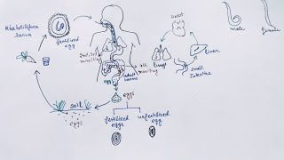 Ascaris lumbricoides Lifecycle  English   Ascariasis  Round Worm [upl. by Aleik]