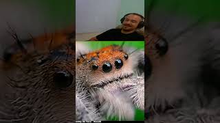 QUE FOFINHA ARANHA CURIOSIDADES  werefoxx em Twitch [upl. by Airun]