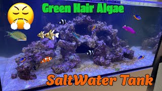 Green Hair Algae in Saltwater Aquarium [upl. by Aratahc850]