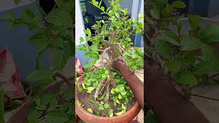 Barbados Cherry Bonsai  Bonsai  Sani Bonsai Zone bonsai garden [upl. by Aggri]