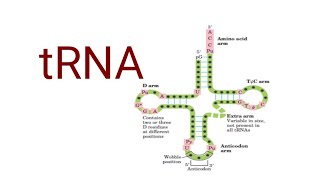 tRNA  Structure and function Genetics  Molecular biology  BSc lifescience genetics [upl. by Crysta]