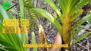 Habitat Anggrek Tebu Yang Tumbuh Di Tanah  Grammatophyllum speciosum [upl. by Geirk990]