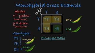 AUTOSOMAL LINKAGE and DIHYBRID INHERITANCE Alevel Biology inheritance genetic crosses and ratios [upl. by Oba]