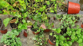 Rainy Season Ma Geranium Ko Care Kasari Garnu  Geranium Care Season Tips for Healthy Plants [upl. by Freddi]