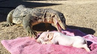 PIG IS DINNER for KOMODO DRAGONsized Lizard [upl. by Noirred257]