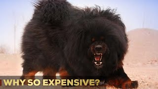 Why Are Tibetan Mastiffs So Expensive  5 Reasons  So Expensive [upl. by Tine]