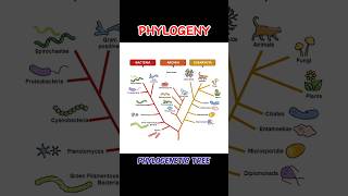 PHYLOGENY phylogenyphylogenetictree phylogenetictree  WHAT IS PHYLOGENY shortsviraltrending [upl. by Osmond]