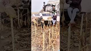 Harvester harvesting sunflower seeds process [upl. by Ahsienyt]