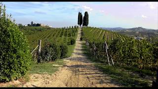 Michele Chiarlo vineyards tour short version [upl. by Egas]