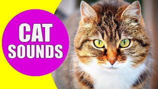 CAT MEOWING SOUNDS  Realistic Cat Sounds and Noises with Videos [upl. by Aihsal]