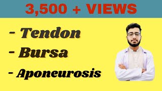 Tendon  Aponeurosis  Bursa in Detail DoctorAbdulQadeer [upl. by Cedar]