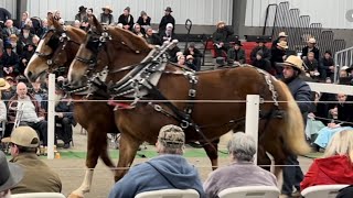 Mid Ohio Draft Horse Sale  Spring 2024 [upl. by Mayda]