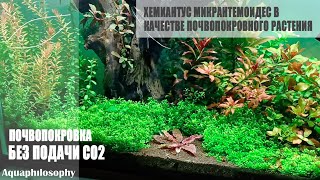 Почвопокровка без CO2 Хемиантус микрантемоидес Hemianthus micranthemoides [upl. by Enneibaf]