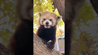 Adorable Autumn portrait of a red panda enjoying a tiny apple [upl. by Oz]