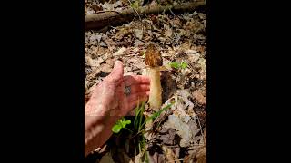 Morchella semilibera  Halffree morel mushroom mushrooms fungi [upl. by Reivaz701]