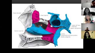 Palatino Lagrimal concha nasal vomer y cigomático [upl. by Delainey]