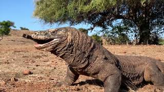 Brutal attacks by wild Komodo dragons leaving goats lying [upl. by Ashlie]