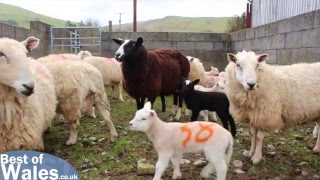 Lambing Live  Experience the Lambing Season in Wales [upl. by Estrellita]