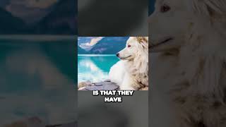 Samoyed Dog Breed  Interesting Facts [upl. by Dymoke]