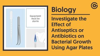 Effect of Antiseptics or Antibiotics on Bacterial Growth  GCSE Biology [upl. by Viveca]