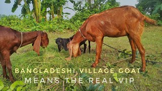 Bangladeshi Village Goat Rearing [upl. by Oinotnaesoj]