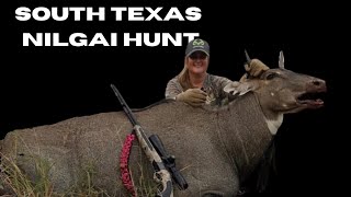 HUGE NILGAI BULL Bonnie McFerrin hunts Nilgai in STX [upl. by Sucramat232]