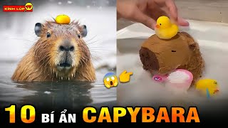 🔥 Tất Tần Tật 10 Bí Ẩn Ly Kỳ Về Capybara ‘Bộ Trưởng Ngoại Giao’ Của Thế Giới Động Vật I Kính Lúp TV [upl. by Kiah115]