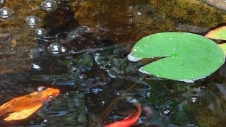 How to remove soap from fish pond [upl. by Eizzil515]