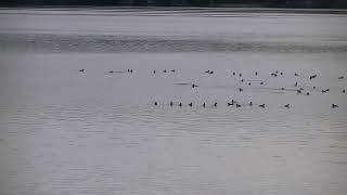 Lake BellaireGoldeneyes and some bufflehead ducks still finding something to eat in front112424 [upl. by Caitrin324]