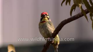 CrimsonBreasted Barbet and Redwhiskered Bulbul [upl. by Bebe]