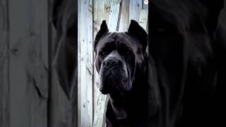 Akita vs Rottweiler Labrador Boerboel Cane corso Bite force comparison shorts ytshorts dogs [upl. by Gunter]